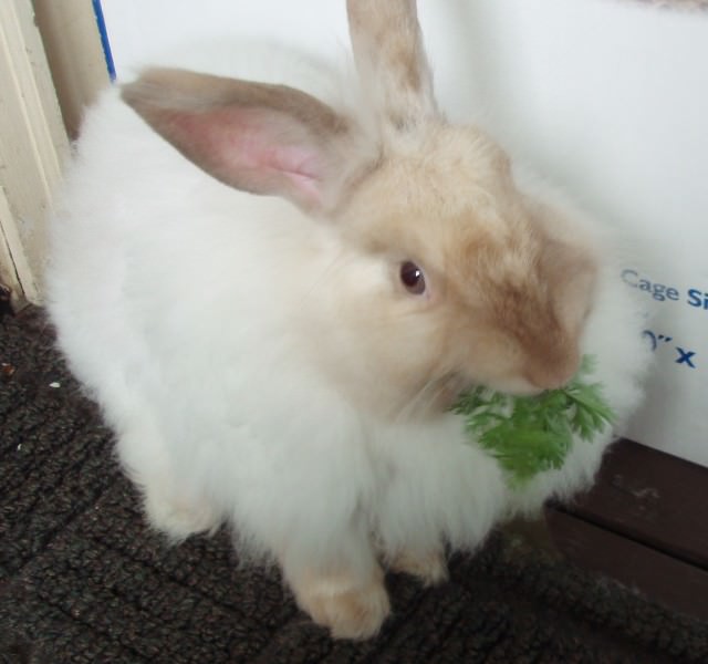 フレンチアンゴラ